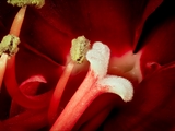 Amaryllis (hippeastrum reginae), Blick in die Blüte, Staubbeutel + Narbe